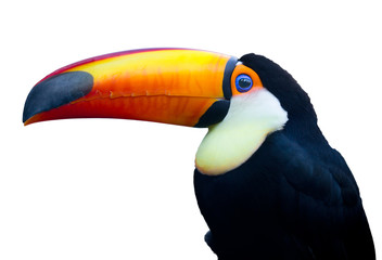 Oiseau Toucan coloré