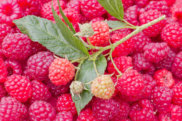 Raspberry twig on fresh layer of raspberries, full frame of fresh fruit