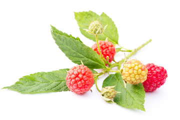 Close up of a raspberry twig on white background. Leaves, ripe and unripe fruits