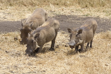 A family of warthogs on the plains of Africa 