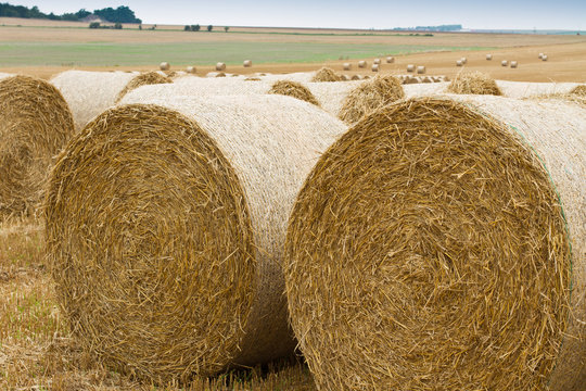 Bales of straw on stubble field