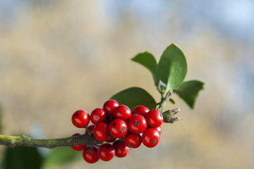 Detail of red berries of holly