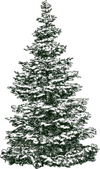 winter fir