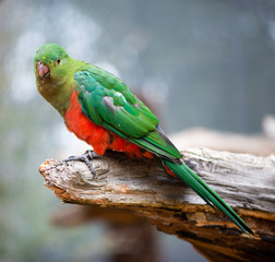 Australian king parrot female