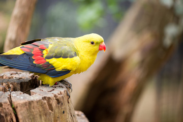 Marlock parakeet