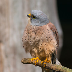Lesser kestrel