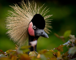 Close-up of a Grey Crowned Crane