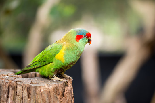 Fototapeta Swift parrot portrait