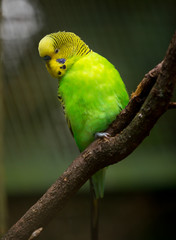 Cute Little Budgie Bird