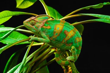 Acrylic prints Chameleon One Yemen chameleon