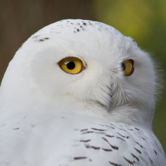 Obraz premium Snow owl