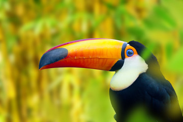 Oiseau Toucan coloré