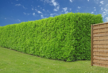 haie de laurier palme