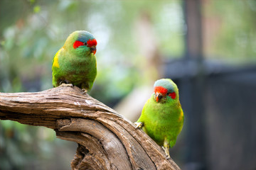 Green parrots portrait