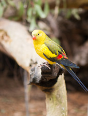 Rock pebbler parrot