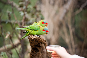 Feeding swift parrots © SalenayaAlena