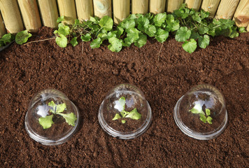 plantation de salades sous cloches en plastique