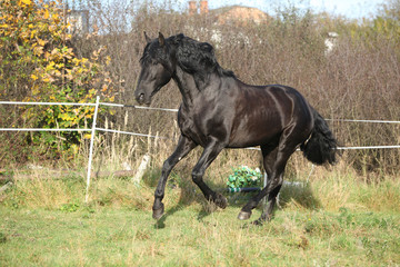 Fototapeta premium Nice andalusian stallion running on pasturage
