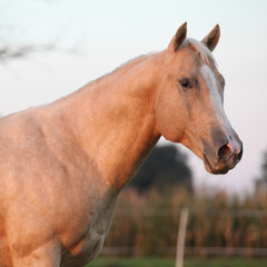 Nice palomino horse in sunset