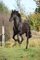 Gorgeous black stallion running in autumn