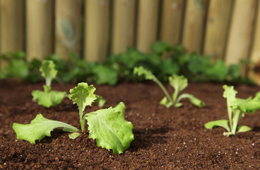 plantation de salades sous cloches en plastique