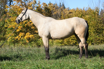 Fototapeta na wymiar Portrait of nice Kinsky horse with bridle in autumn