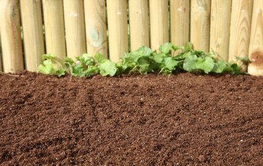 terreau et bordure en bois
