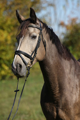 Portrait of nice Kinsky horse with bridle in autumn