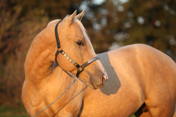 Nice palomino horse in sunset