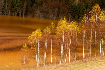 Trees polluted lake
