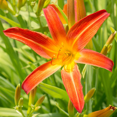 Orange lily in nature