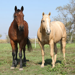 Obraz na płótnie Canvas Brown and palomino horses looking at you