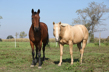 Brown and palomino horses looking at you