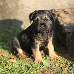 Nice border terrier puppy