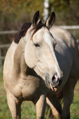 Nice palomino mare showing its tongue