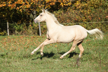 Fototapeta na wymiar Nice palomino foal running in autumn