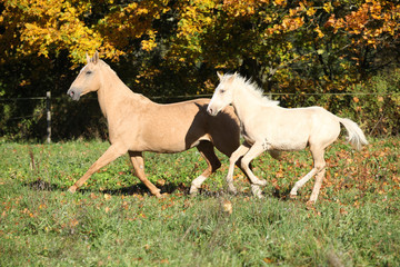 Obraz na płótnie Canvas Nice palomino mare withfoal running in autumn