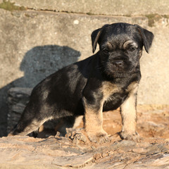 Nice border terrier puppy