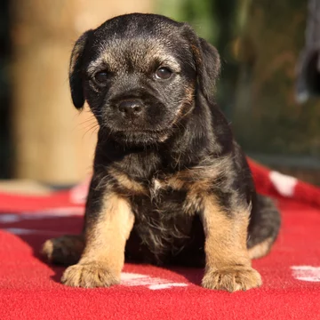 Nice border terrier puppy Stock Photo | Adobe Stock
