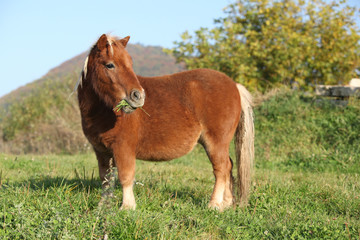 Gorgeous minishetland pony in autumn