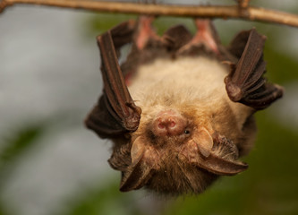 Plecotus auritus © Gucio_55