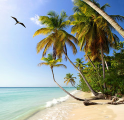 Fototapeta na wymiar Palm beach at Tobago, West Indies with Frigatebird