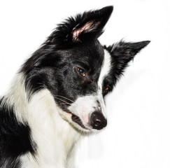 border collie close up