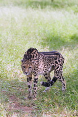 Portrait of a rare king cheetah