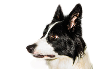 border collie close up