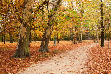 Herbstwald mit Wanderweg