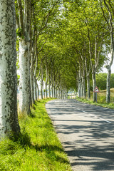 Road near Castres (France)