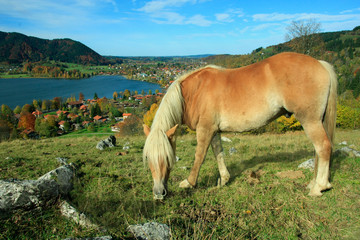 grasendes Pony im Alpenland