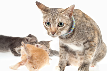 Cat family