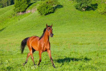 bay horse of Arab breed to stand on green meadow